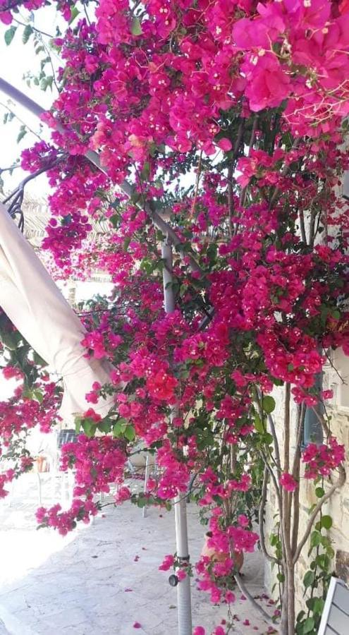 Kritikies Lasea Pitsidia Dış mekan fotoğraf